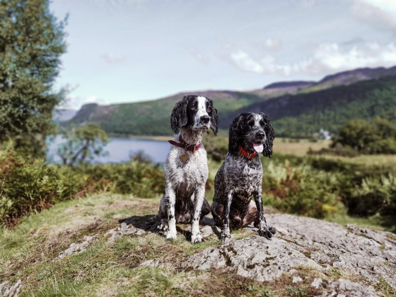 Dog Friendly Holidays Lake Windermere